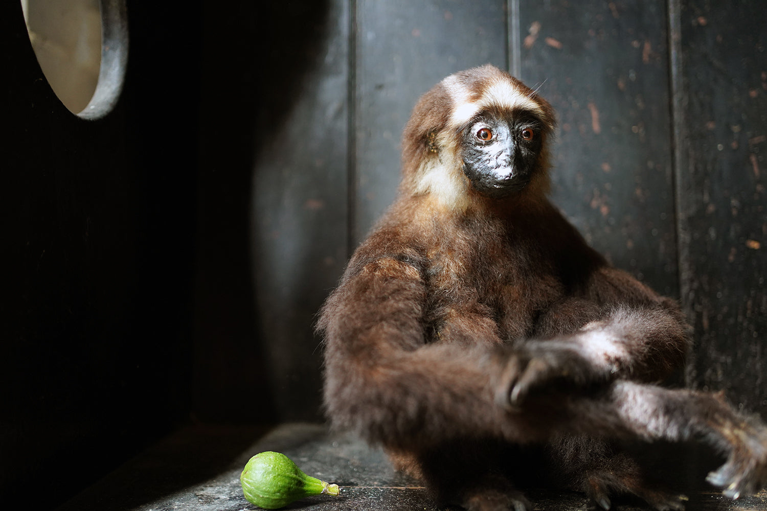 An Early 20thC Taxidermy East Bornean Grey Gibbon – Doe Hope