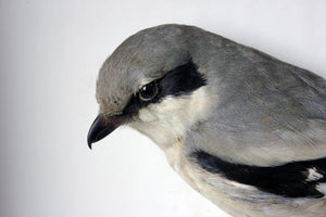 A Beautiful Museum Cased Taxidermy Great Grey Shrike c.1890-1900, formerly of The Hancock Museum