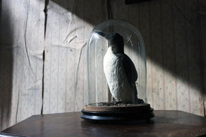 A Good c.1900 Dome Cased Taxidermy Guillemot
