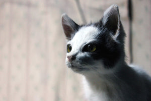 A 21stC Taxidermy Domestic Kitten
