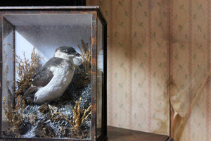 A Cased Taxidermy Little Auk c.1900