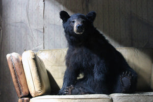 A Good Late 20thC Taxidermy Juvenile Black Bear