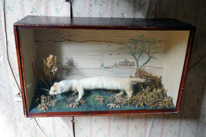 A 19thC Taxidermy Stoat in a Naively Painted Display Case