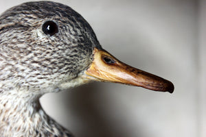 A Sublime Museum Cased Taxidermy Female Teal c.1865-85, by R.Duncan of Newcastle Upon Tyne