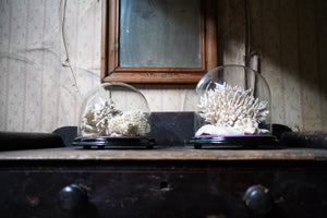 A Good Pair of Dome Cased Preserved Acropora Coral Specimens c.1870