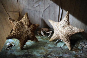 Two Large 20thC Preserved Starfish Specimens