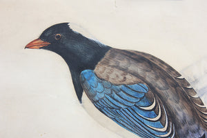 Circle of Elizabeth Gould (1804-1841); A Fine Watercolour Study; Pica Erythrorhyncha; from ‘A Century Of Birds From The Himalaya Mountains’ c.1832