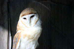 When The City Fell; Unique