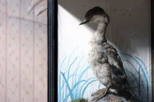 An Edwardian Period Cased Taxidermy Waterfowl Bird c.1910